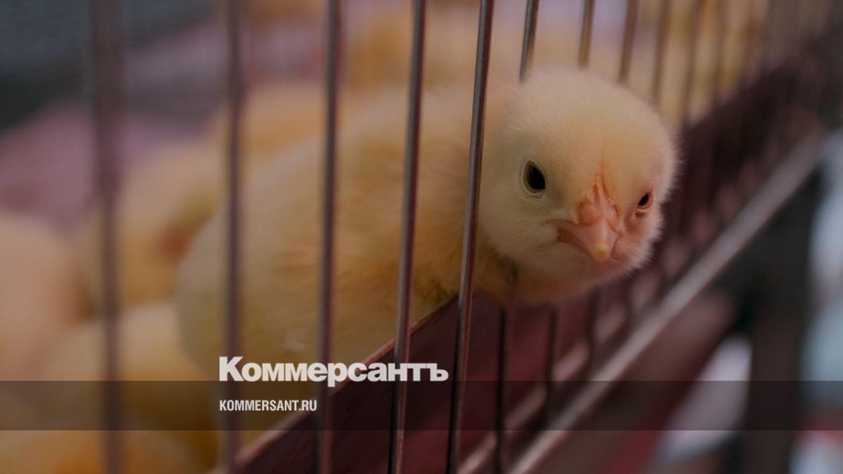 Росприроднадзор проверяет актив «Черкизово» в Башкирии из‑за жалоб