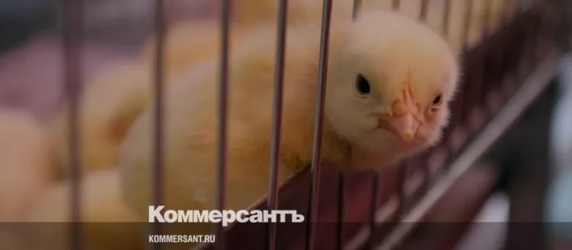 Росприроднадзор проверяет «Турбаслинские бройлеры» в Башкирии